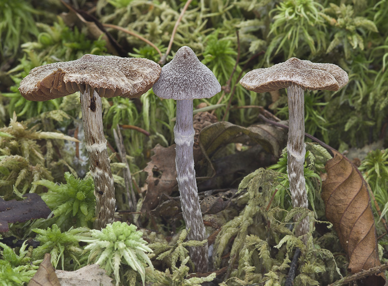 Cortinarius flexipes var. flexipes